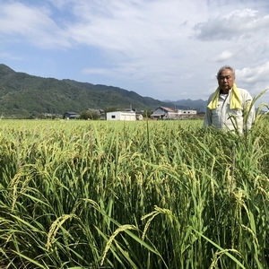 【※玄米】2021年産 製造部顧問（前杜氏） 田澤勝の自家栽培 岩船産コシヒカリ　6kg